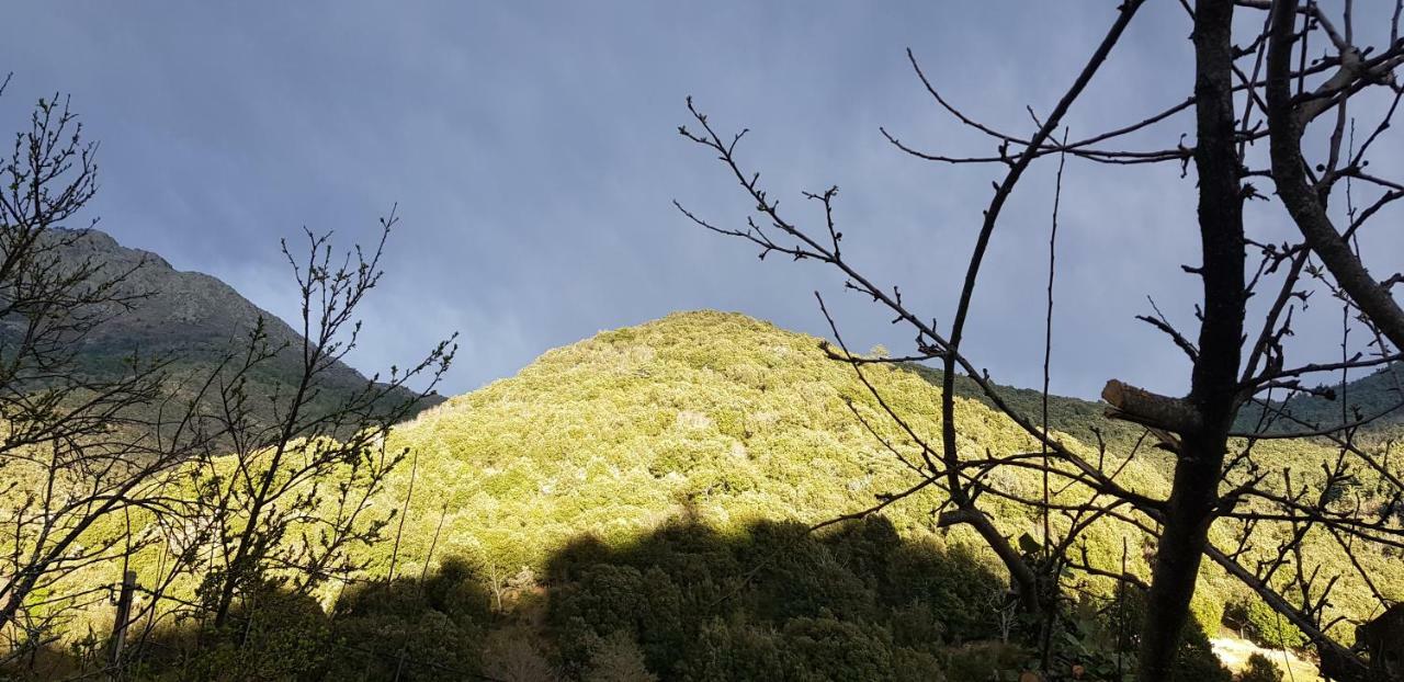 Camping L'Agrottu Au Coeur De La Corse Santa-Lucia-di-Mercurio Dış mekan fotoğraf